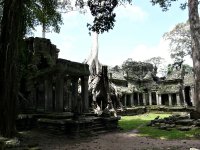 Temple and jungle